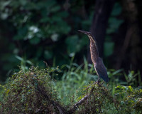 Bueng Boraphet Waterbird Park